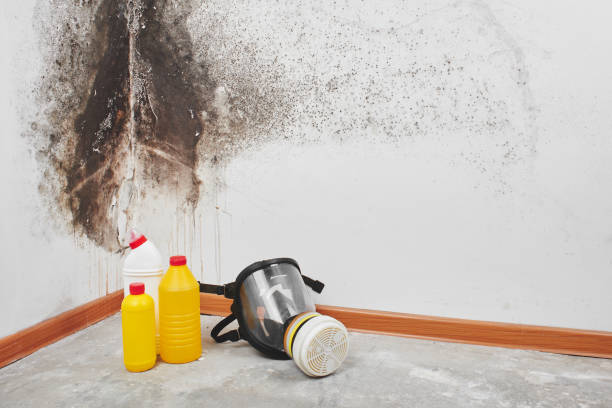 Canon, GA Mold Removal Company