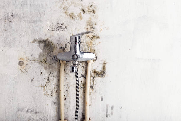 Best Black Mold Removal  in Canon, GA