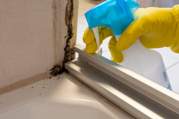 Best Black Mold Removal  in Canon, GA