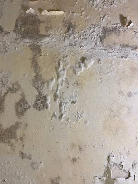 Mold Testing and Removal in Canon, GA