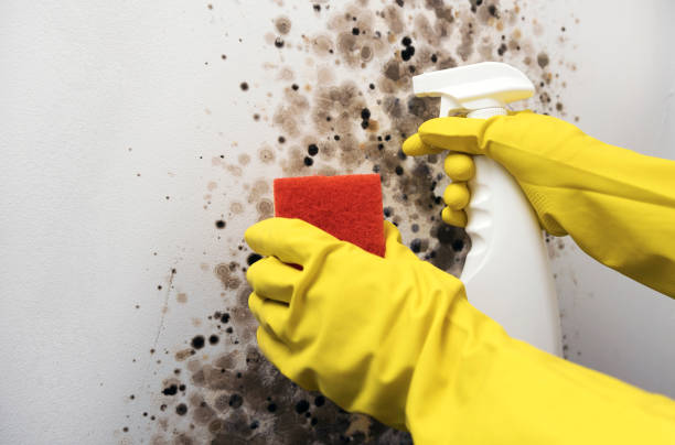 Best Office Mold Removal Services  in Canon, GA