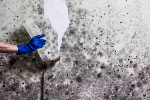 Best Crawl Space Mold Removal  in Canon, GA